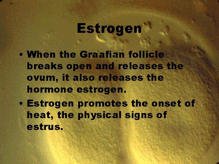 Estrogen • When the Graafian follicle breaks open and releases the ovum, it also