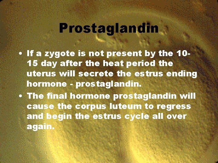 Prostaglandin • If a zygote is not present by the 1015 day after the