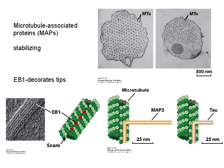 Microtubule-associated proteins (MAPs) stabilizing EB 1 -decorates tips 