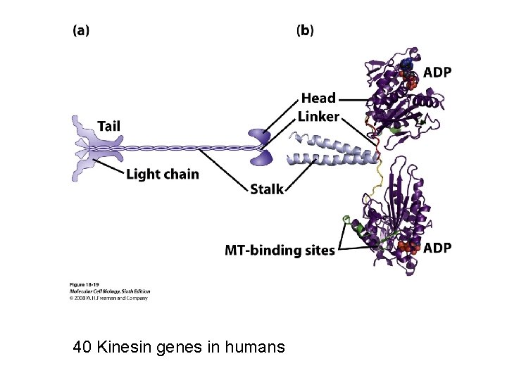 40 Kinesin genes in humans 
