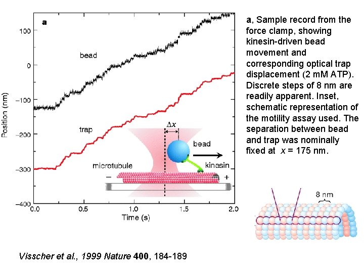 a, Sample record from the force clamp, showing kinesin-driven bead movement and corresponding optical