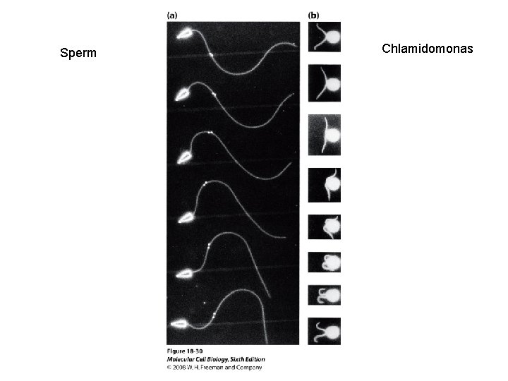 Sperm Chlamidomonas 