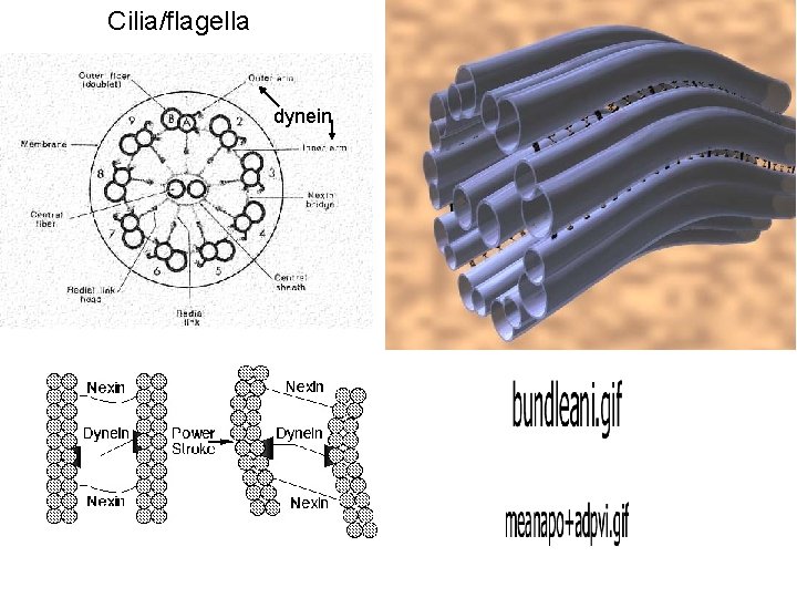 Cilia/flagella dynein 