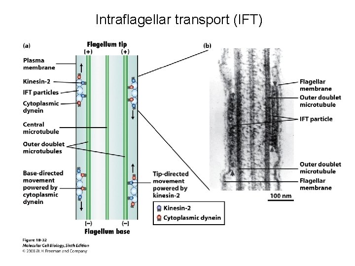 Intraflagellar transport (IFT) 