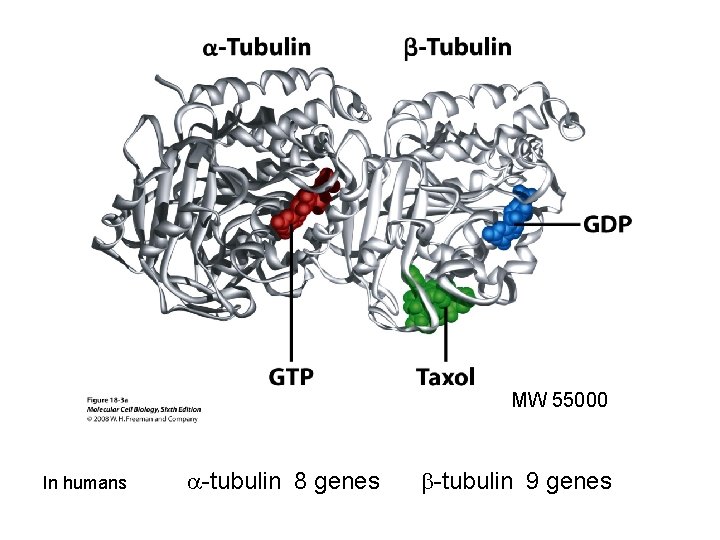 MW 55000 In humans a-tubulin 8 genes b-tubulin 9 genes 