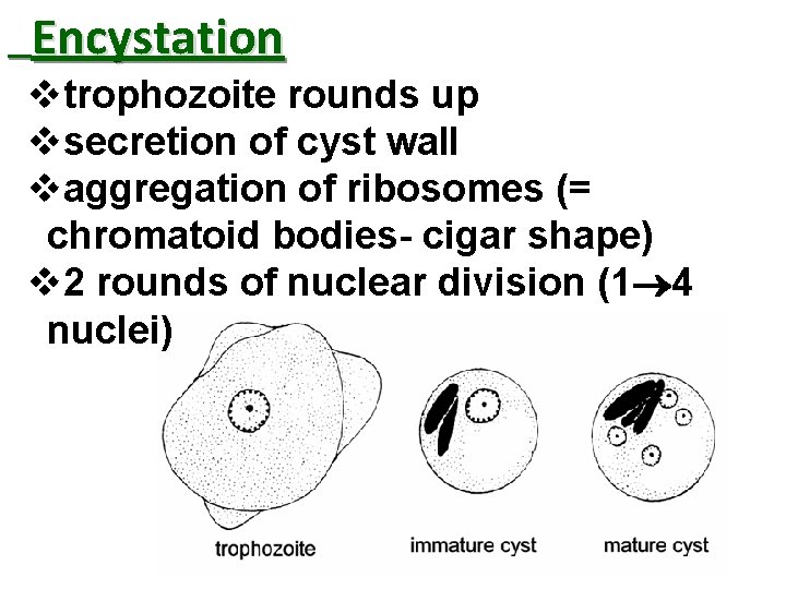 Encystation vtrophozoite rounds up vsecretion of cyst wall vaggregation of ribosomes (= chromatoid bodies-