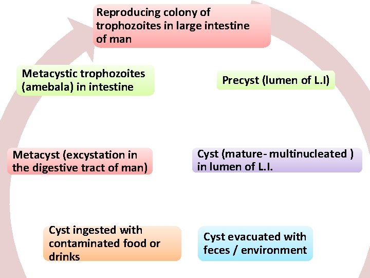 Reproducing colony of trophozoites in large intestine of man Metacystic trophozoites (amebala) in intestine