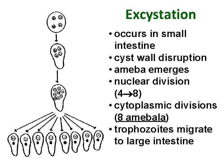 Excystation • occurs in small intestine • cyst wall disruption • ameba emerges •