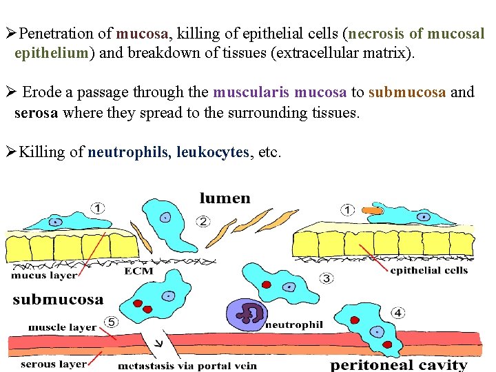 ØPenetration of mucosa, killing of epithelial cells (necrosis of mucosal epithelium) and breakdown of