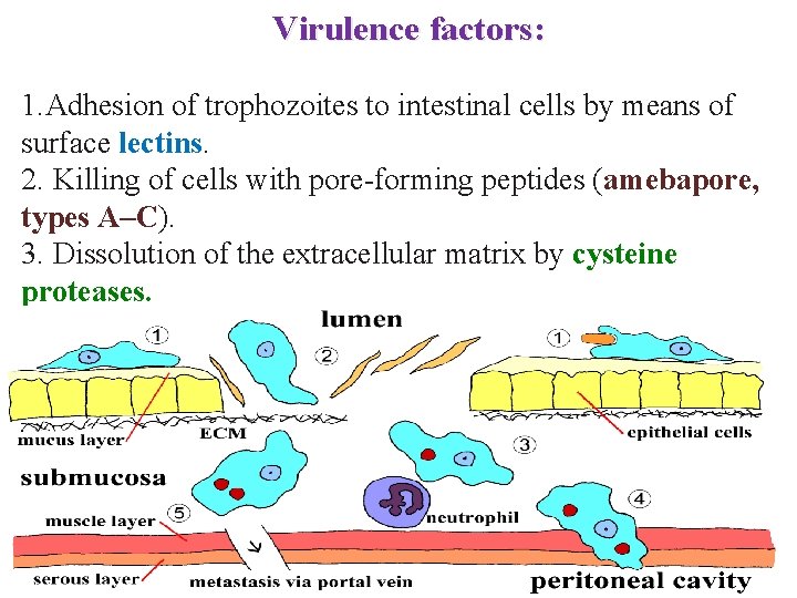 Virulence factors: 1. Adhesion of trophozoites to intestinal cells by means of surface lectins.