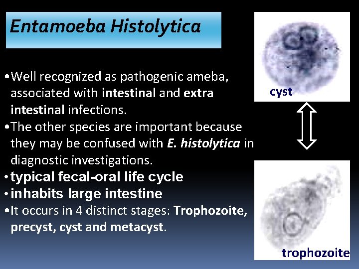Entamoeba Histolytica • Well recognized as pathogenic ameba, associated with intestinal and extra intestinal