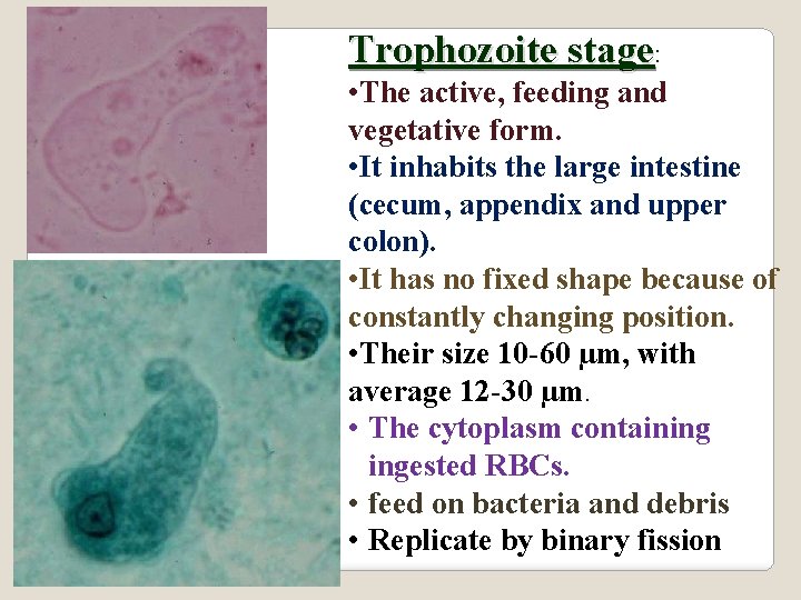 Trophozoite stage: • The active, feeding and vegetative form. • It inhabits the large