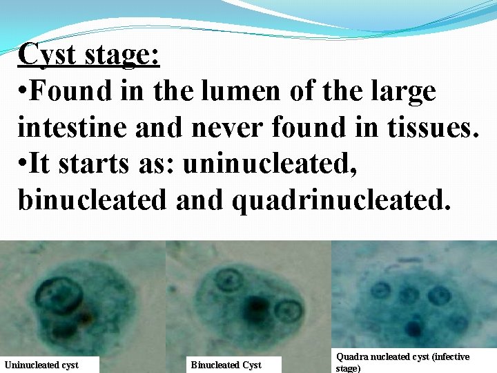 Cyst stage: • Found in the lumen of the large intestine and never found