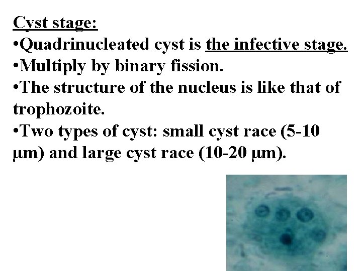 Cyst stage: • Quadrinucleated cyst is the infective stage. • Multiply by binary fission.