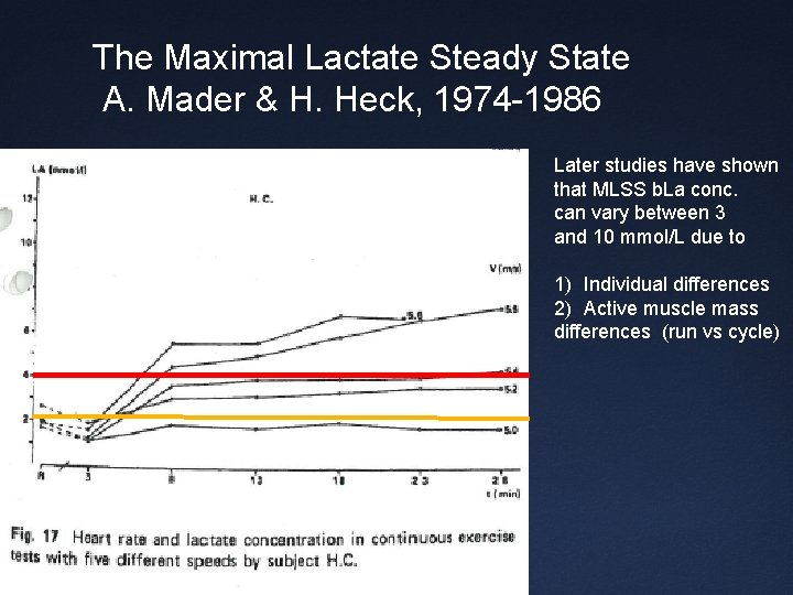 The Maximal Lactate Steady State A. Mader & H. Heck, 1974 -1986 Later studies