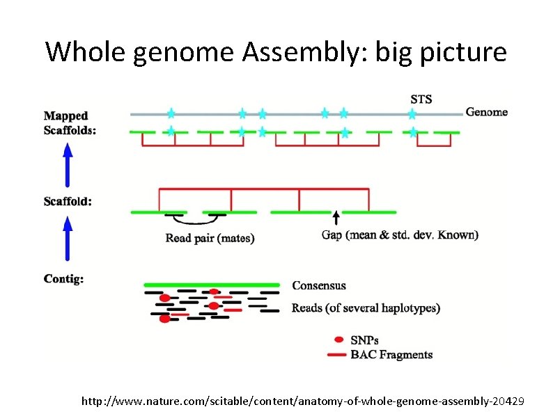 Whole genome Assembly: big picture http: //www. nature. com/scitable/content/anatomy-of-whole-genome-assembly-20429 