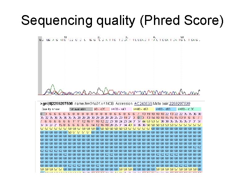 Sequencing quality (Phred Score) 