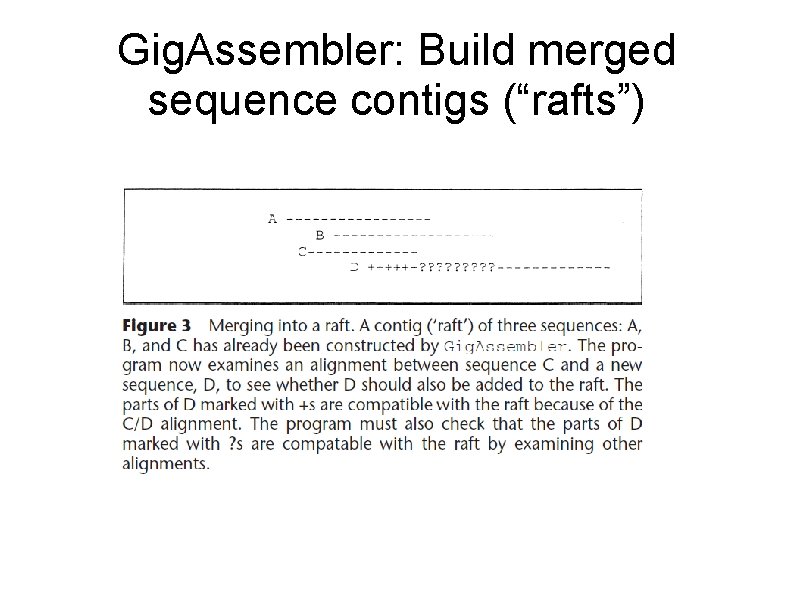 Gig. Assembler: Build merged sequence contigs (“rafts”) 