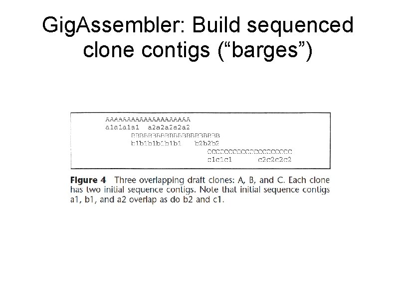 Gig. Assembler: Build sequenced clone contigs (“barges”) 