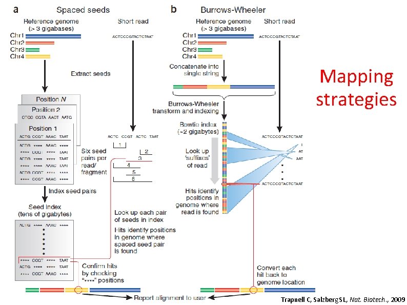 Mapping strategies Trapnell C, Salzberg SL, Nat. Biotech. , 2009 