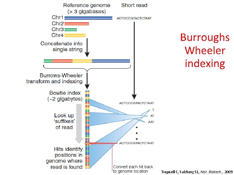 Burroughs Wheeler indexing Convert each hit back to genome location Trapnell C, Salzberg SL,