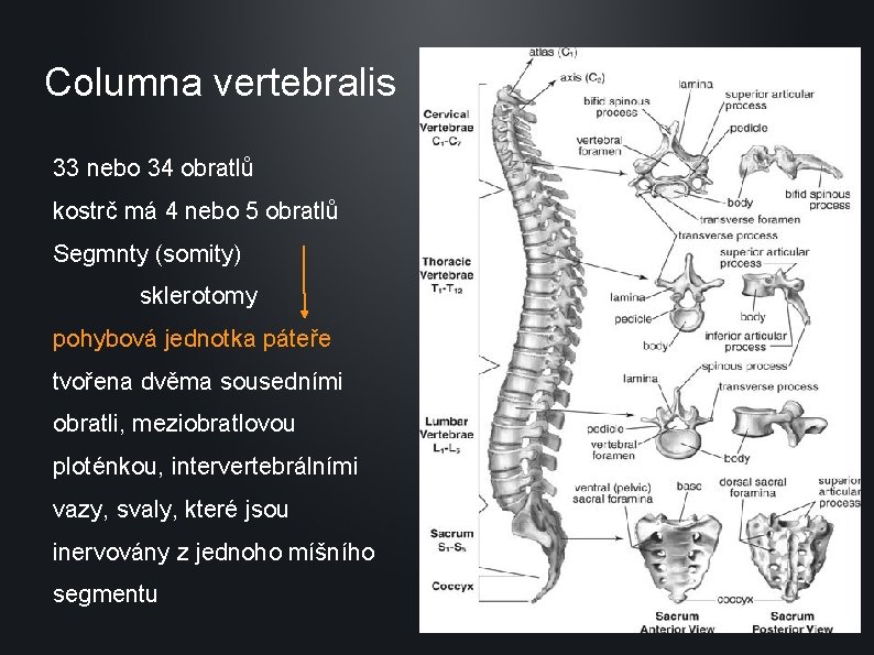 Columna vertebralis 33 nebo 34 obratlů kostrč má 4 nebo 5 obratlů Segmnty (somity)