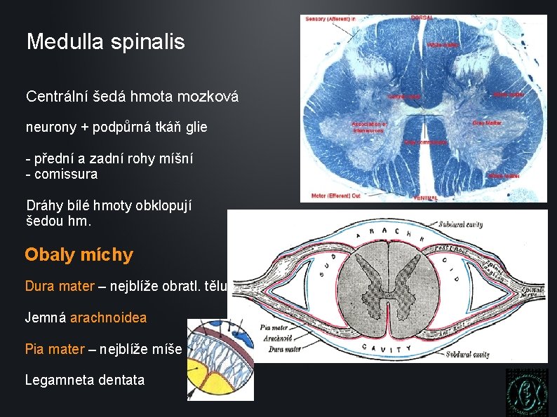 Medulla spinalis Centrální šedá hmota mozková neurony + podpůrná tkáň glie - přední a