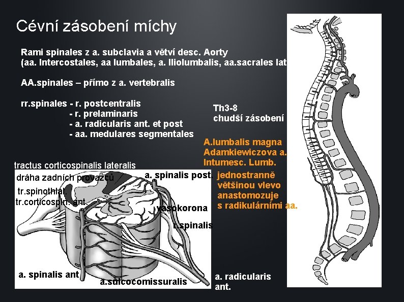 Cévní zásobení míchy Rami spinales z a. subclavia a větví desc. Aorty (aa. Intercostales,