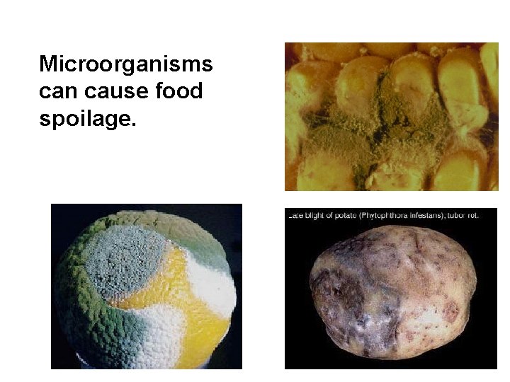 Microorganisms can cause food spoilage. 