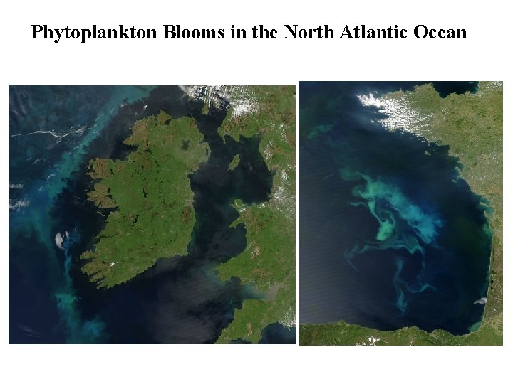 Phytoplankton Blooms in the North Atlantic Ocean 