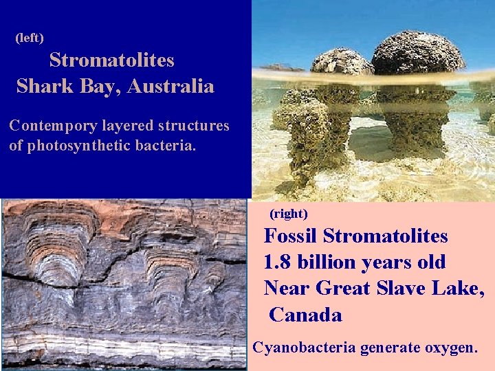 (left) Stromatolites Shark Bay, Australia Contempory layered structures of photosynthetic bacteria. (right) Fossil Stromatolites