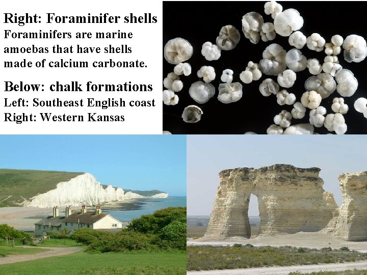 Right: Foraminifer shells Foraminifers are marine amoebas that have shells made of calcium carbonate.