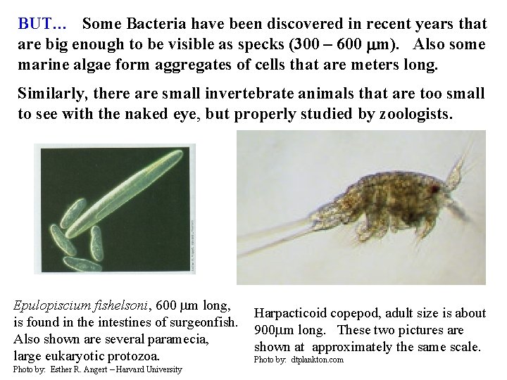 BUT… Some Bacteria have been discovered in recent years that are big enough to