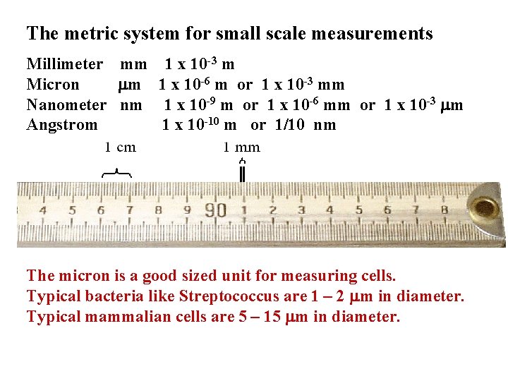 The metric system for small scale measurements Millimeter mm 1 x 10 -3 m