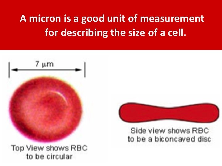 A micron is a good unit of measurement for describing the size of a