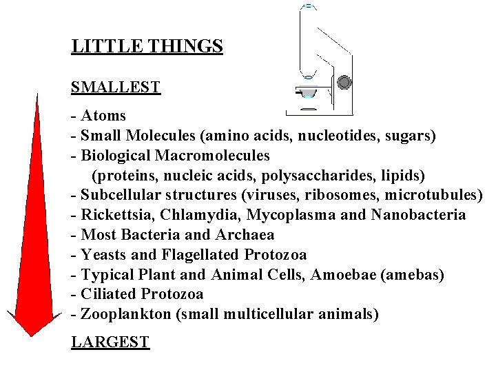 LITTLE THINGS SMALLEST - Atoms - Small Molecules (amino acids, nucleotides, sugars) - Biological