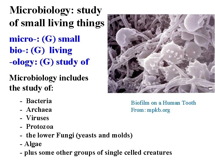 Microbiology: study of small living things micro-: (G) small bio-: (G) living -ology: (G)