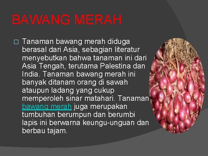 BAWANG MERAH � Tanaman bawang merah diduga berasal dari Asia, sebagian literatur menyebutkan bahwa