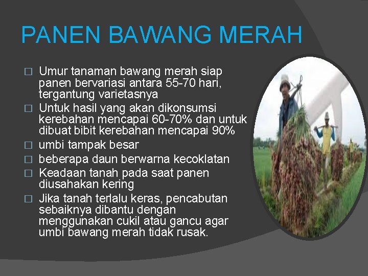 PANEN BAWANG MERAH � � � Umur tanaman bawang merah siap panen bervariasi antara