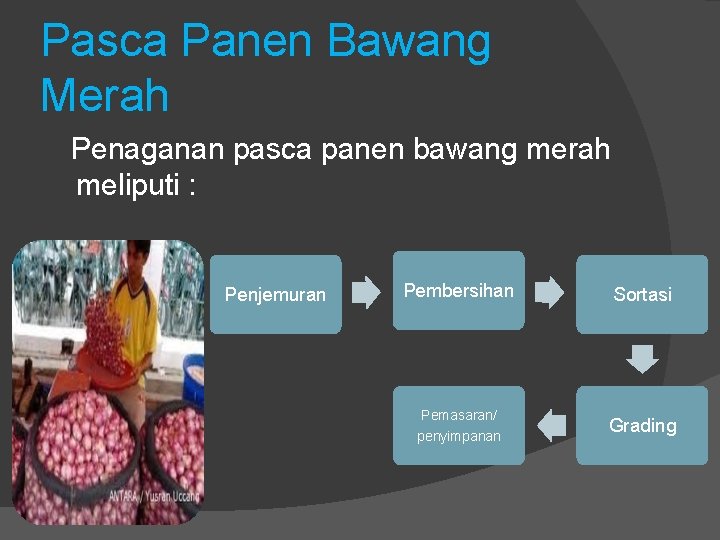 Pasca Panen Bawang Merah Penaganan pasca panen bawang merah meliputi : Penjemuran Pembersihan Pemasaran/