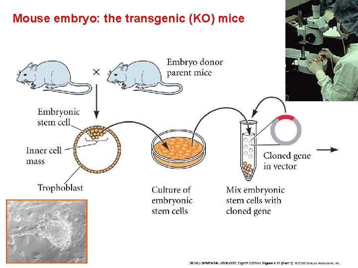 Mouse embryo: the transgenic (KO) mice 
