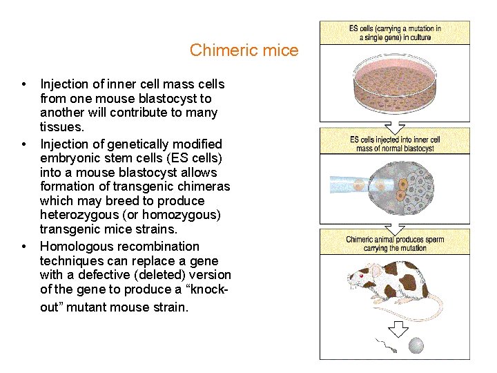 Chimeric mice • • • Injection of inner cell mass cells from one mouse