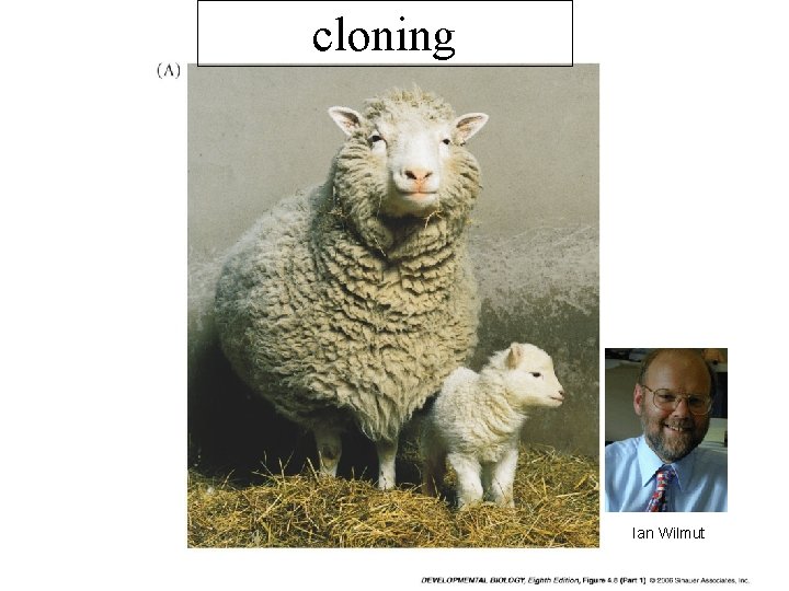 cloning Ian Wilmut 