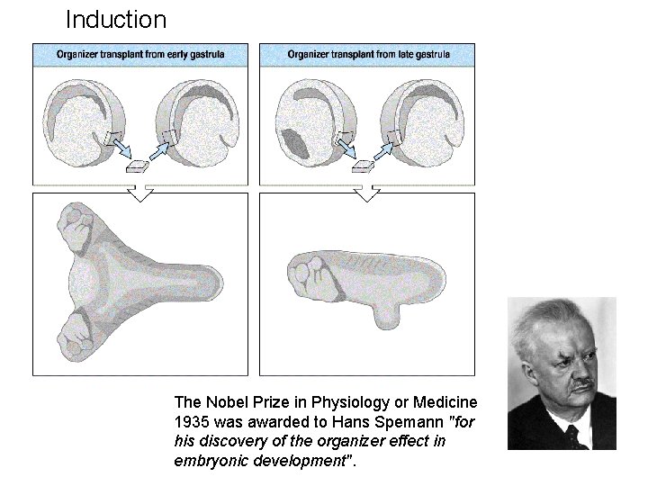 Induction The Nobel Prize in Physiology or Medicine 1935 was awarded to Hans Spemann