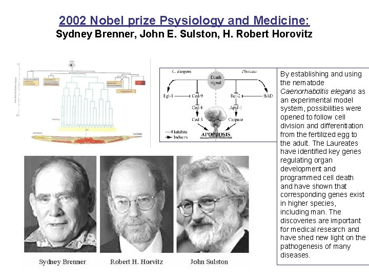 2002 Nobel prize Psysiology and Medicine: Sydney Brenner, John E. Sulston, H. Robert Horovitz