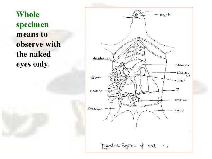 Whole specimen means to observe with the naked eyes only. 