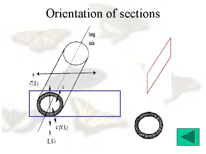 Orientation of sections 
