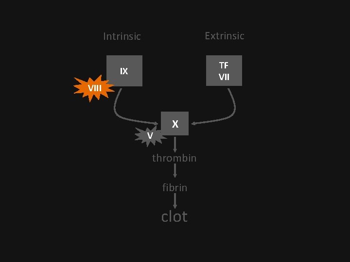 Intrinsic Extrinsic IX TF VIII V X thrombin fibrin clot 