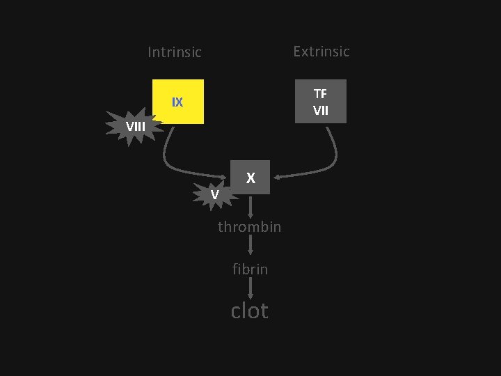 Intrinsic Extrinsic IX TF VIII V X thrombin fibrin clot 