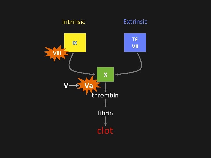 Intrinsic Extrinsic IX TF VIII X V Va thrombin fibrin clot 